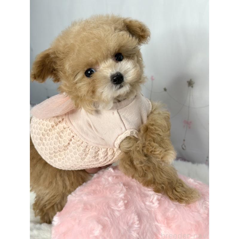 成約済の大阪府のティーカッププードル-442903の8枚目