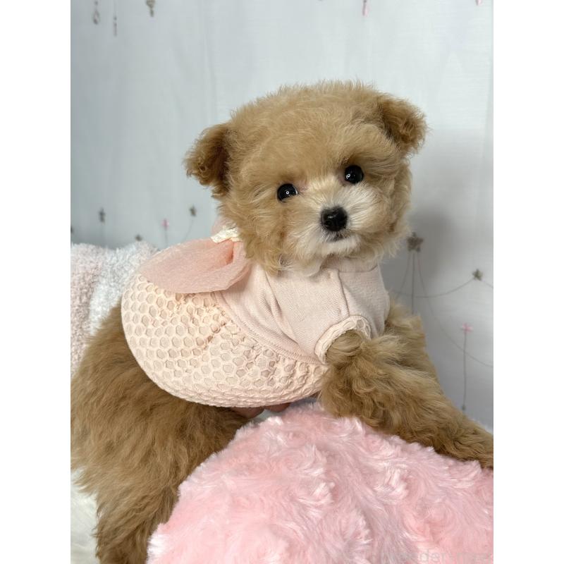 成約済の大阪府のティーカッププードル-442903の7枚目