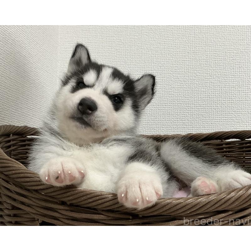 成約済の神奈川県のシベリアンハスキー-441320の5枚目