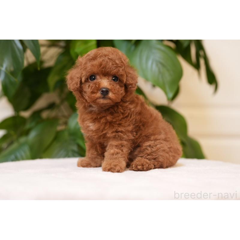 板倉友和ブリーダーの詳細の1枚目