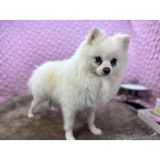 ♀︎ポメラニアン