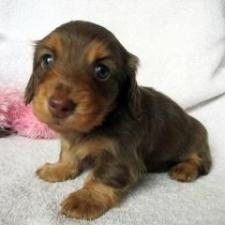 ♀︎ミニチュアダックスフンド(ロングヘアード)