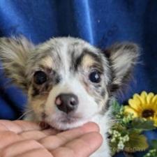 ♀︎チワワ(ロングコート)