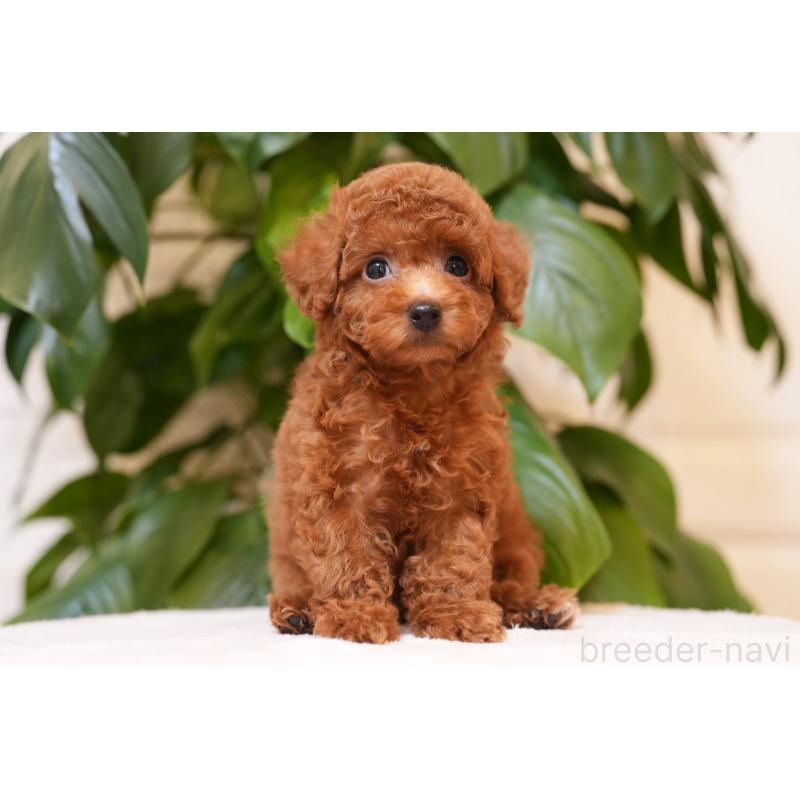 板倉友和ブリーダーの詳細