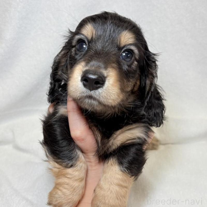 ブラックタンパイボールドのミニチュアダックスフンド(ロングヘアード