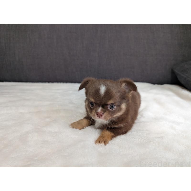 商談中の愛知県のチワワ(ロングコート)-442068の12枚目