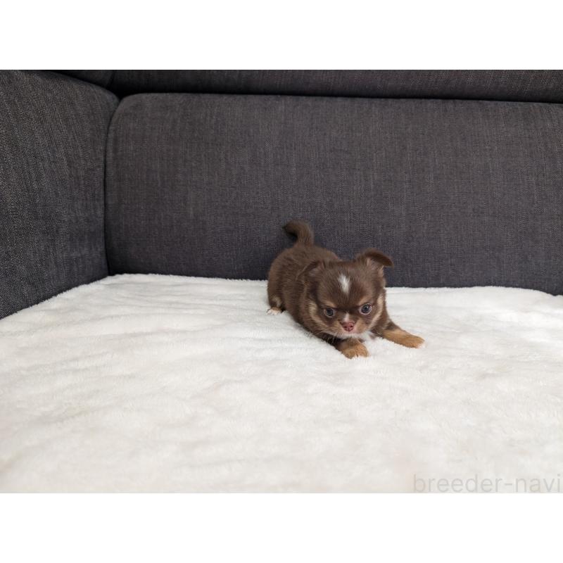 商談中の愛知県のチワワ(ロングコート)-442068の11枚目