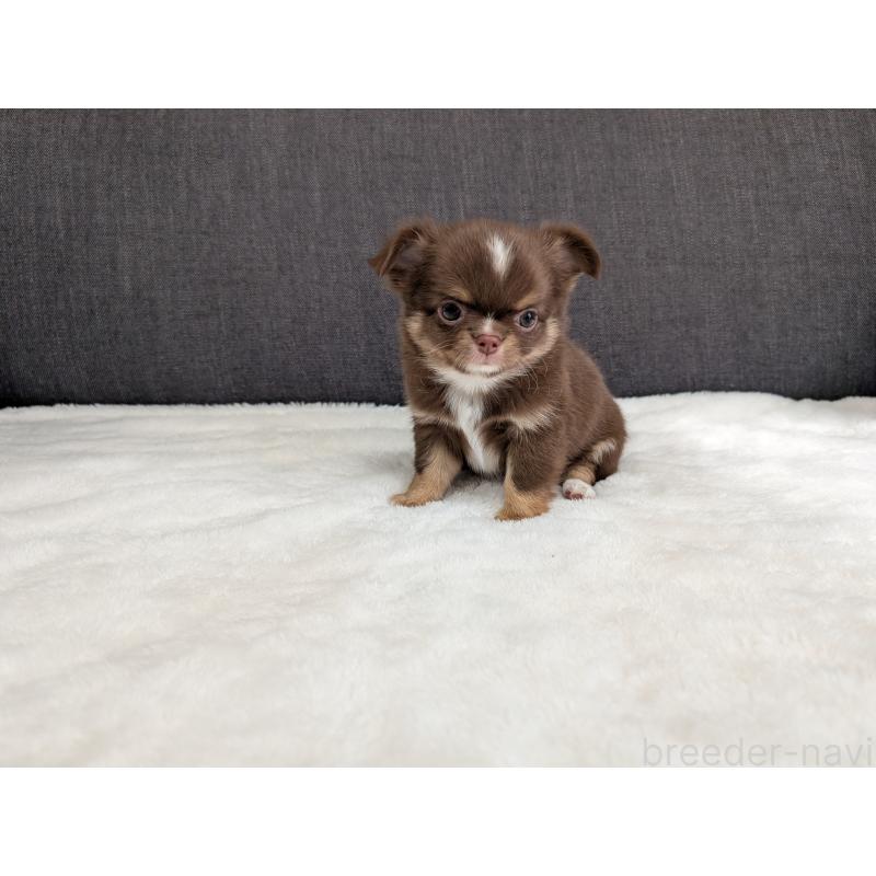 商談中の愛知県のチワワ(ロングコート)-442068の10枚目