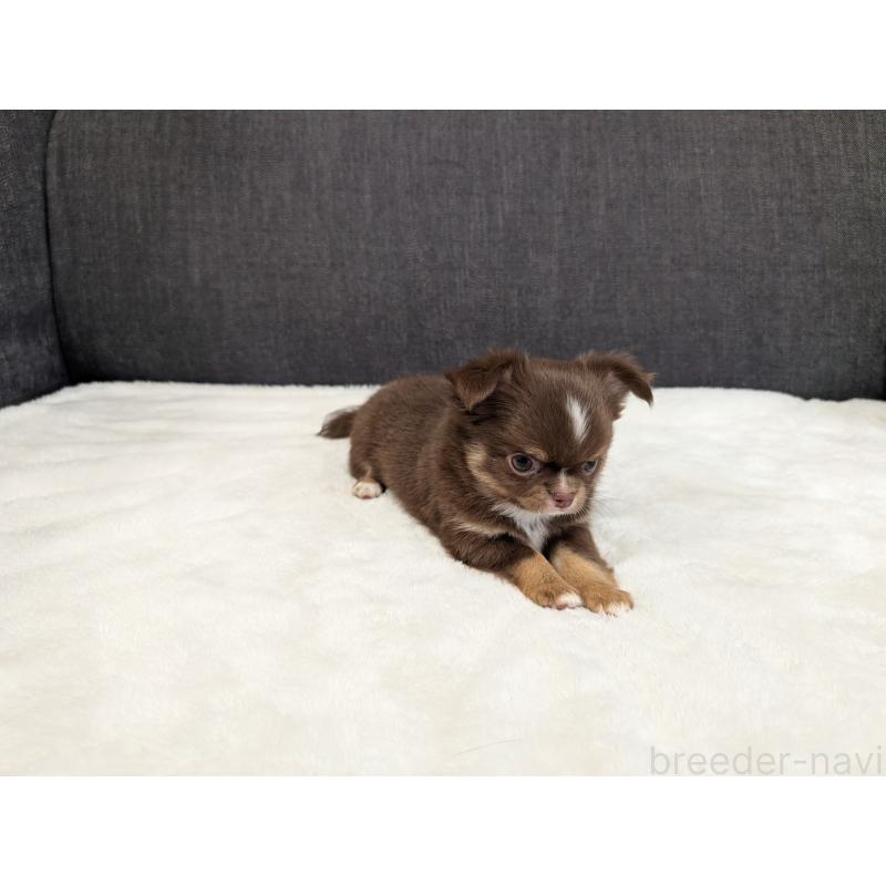 商談中の愛知県のチワワ(ロングコート)-442068の9枚目