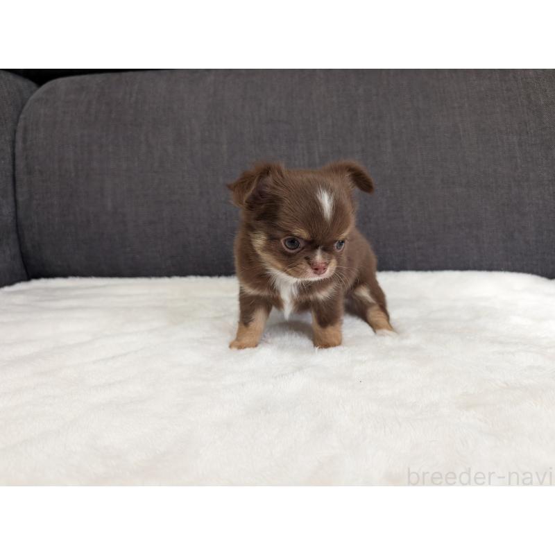 商談中の愛知県のチワワ(ロングコート)-442068の8枚目