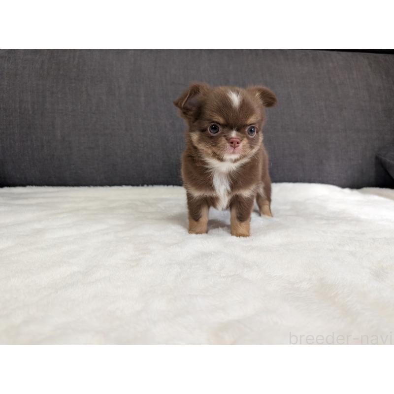 商談中の愛知県のチワワ(ロングコート)-442068の7枚目