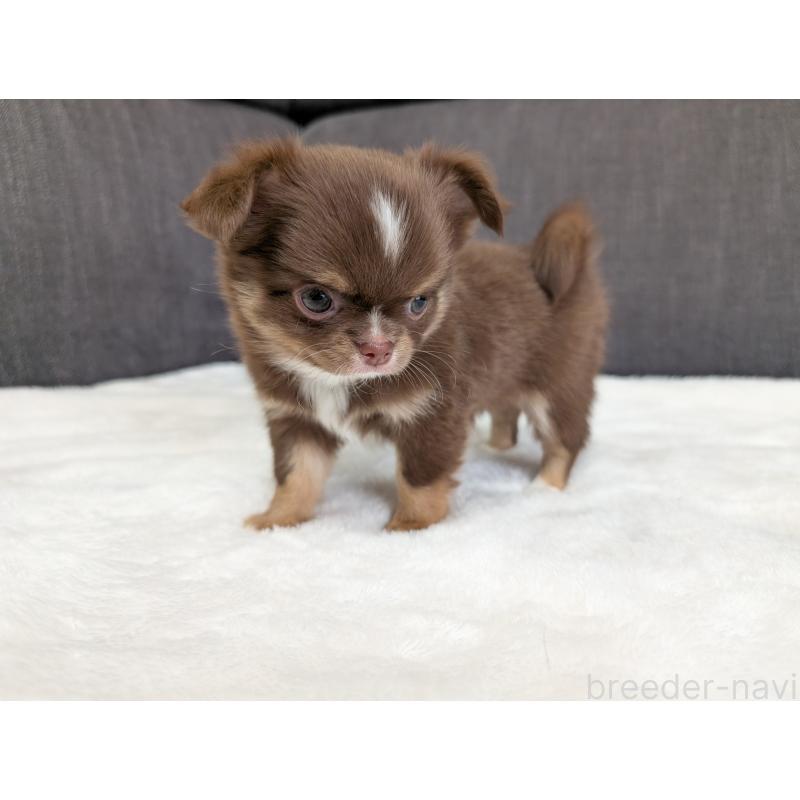 商談中の愛知県のチワワ(ロングコート)-442068の4枚目