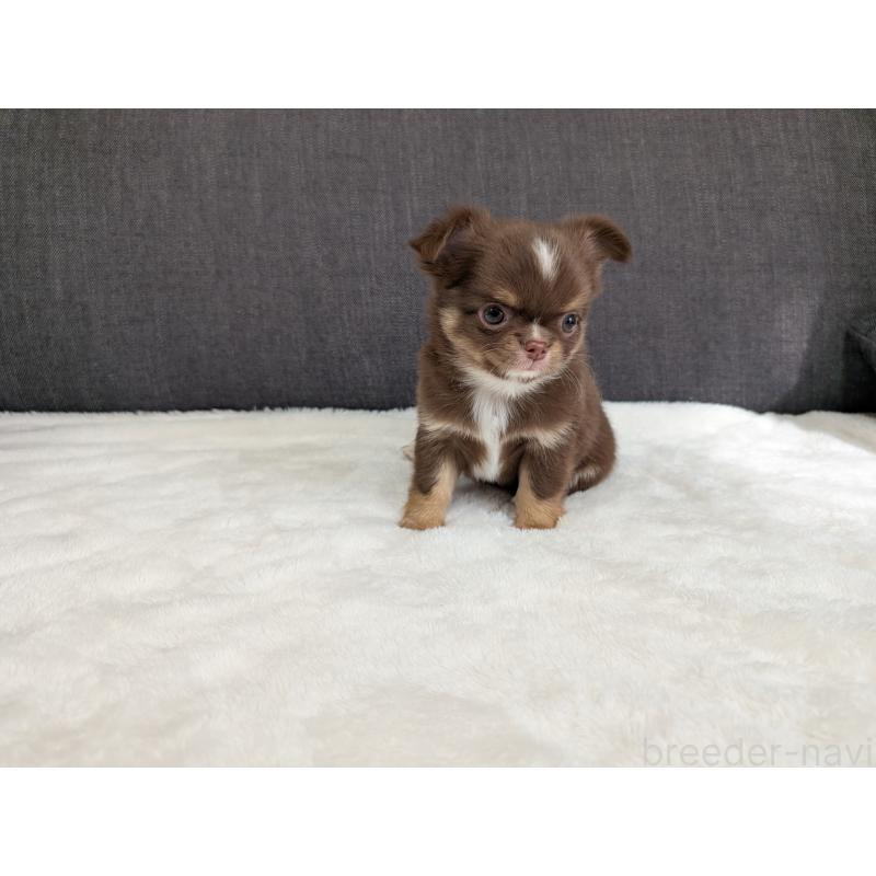 商談中の愛知県のチワワ(ロングコート)-442068の3枚目