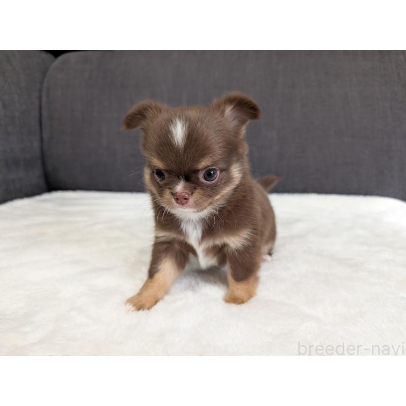 商談中の愛知県のチワワ(ロングコート)-442068の2枚目