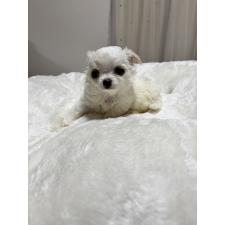 ♀︎チワワ(ロングコート)