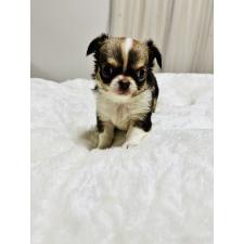 ♀︎チワワ(ロングコート)