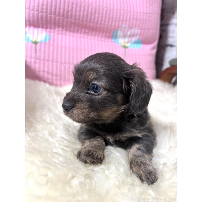 成約済の愛知県のチワックス:チワワ×ミニチュアダックスフンド-442784の3枚目