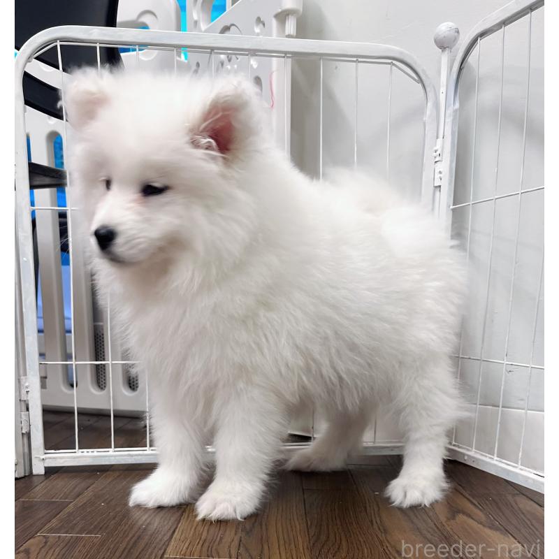 成約済の東京都のサモエド-441532の7枚目