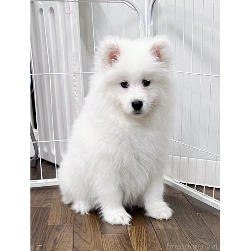 成約済の東京都のサモエド-441532の5枚目