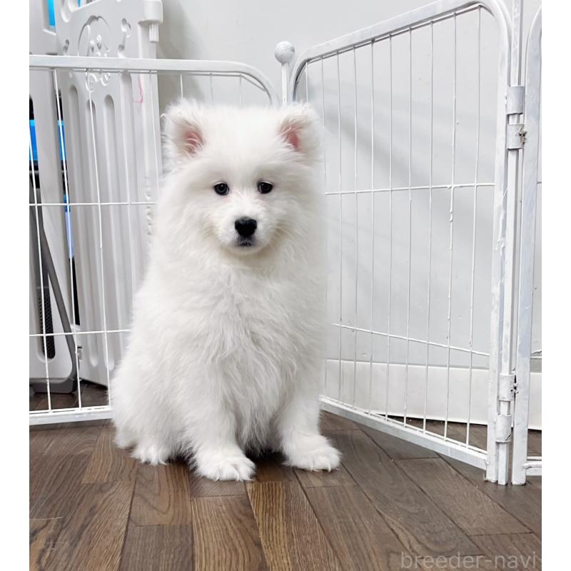 成約済の東京都のサモエド-441532の4枚目