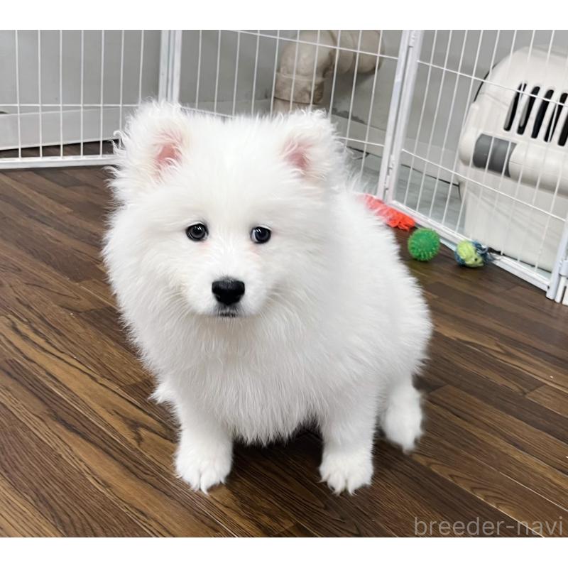 成約済の東京都のサモエド-441532の3枚目