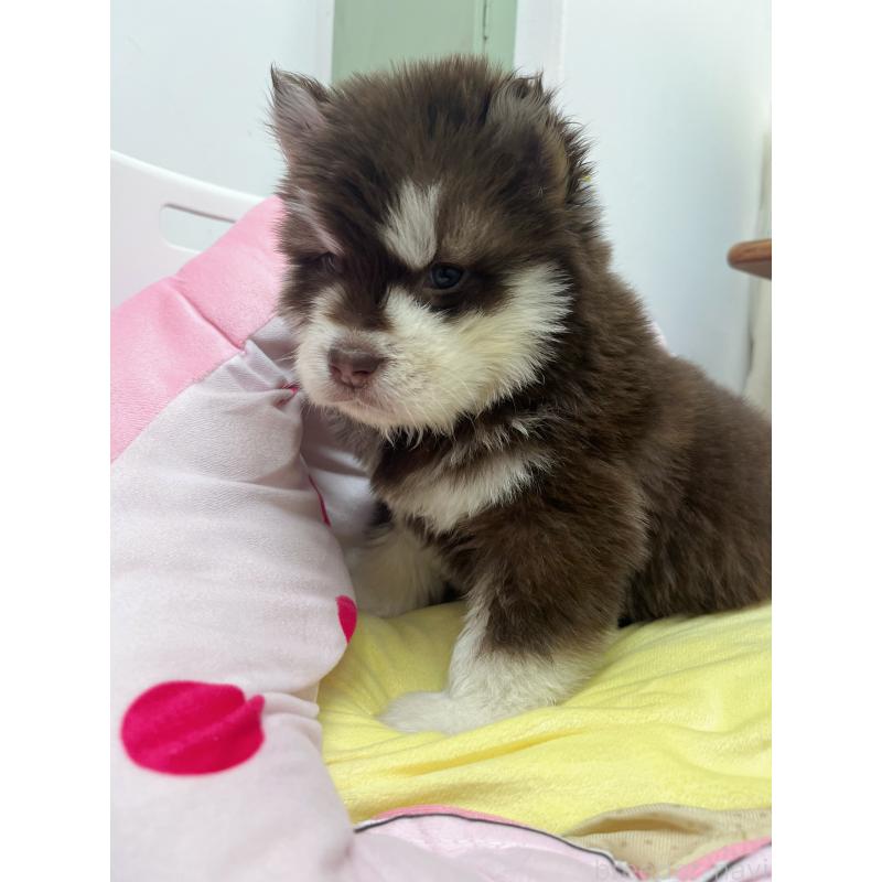 成約済の東京都のアラスカンマラミュート-444551の6枚目