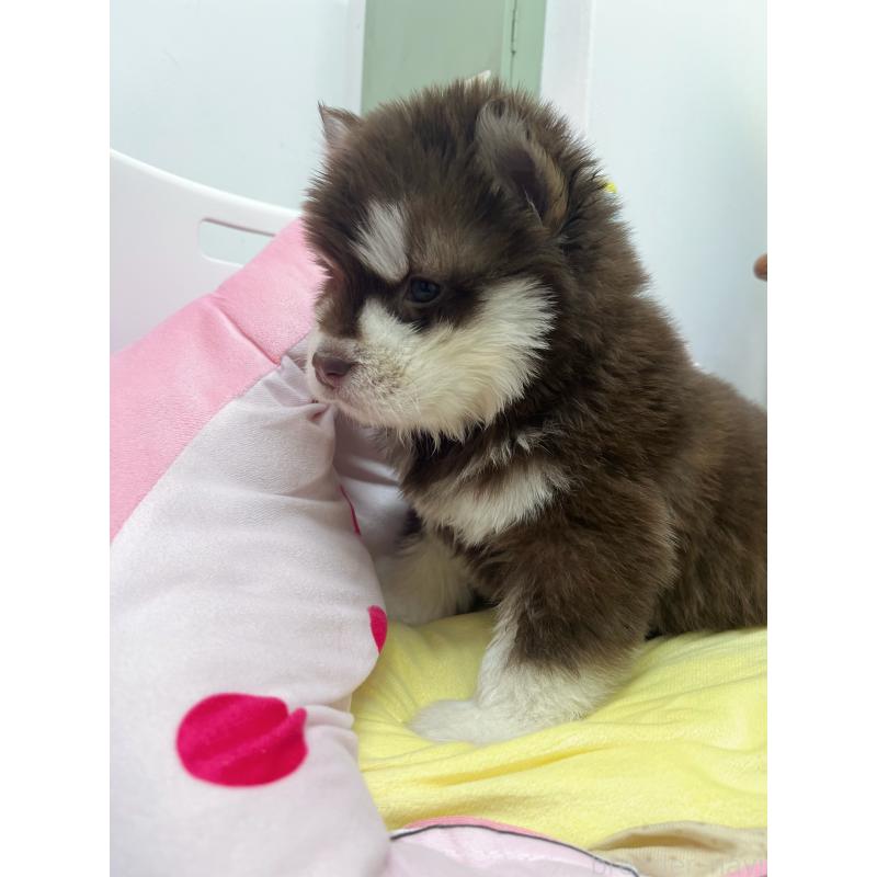 成約済の東京都のアラスカンマラミュート-444551の5枚目