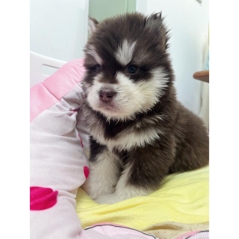 成約済の東京都のアラスカンマラミュート-444551の4枚目