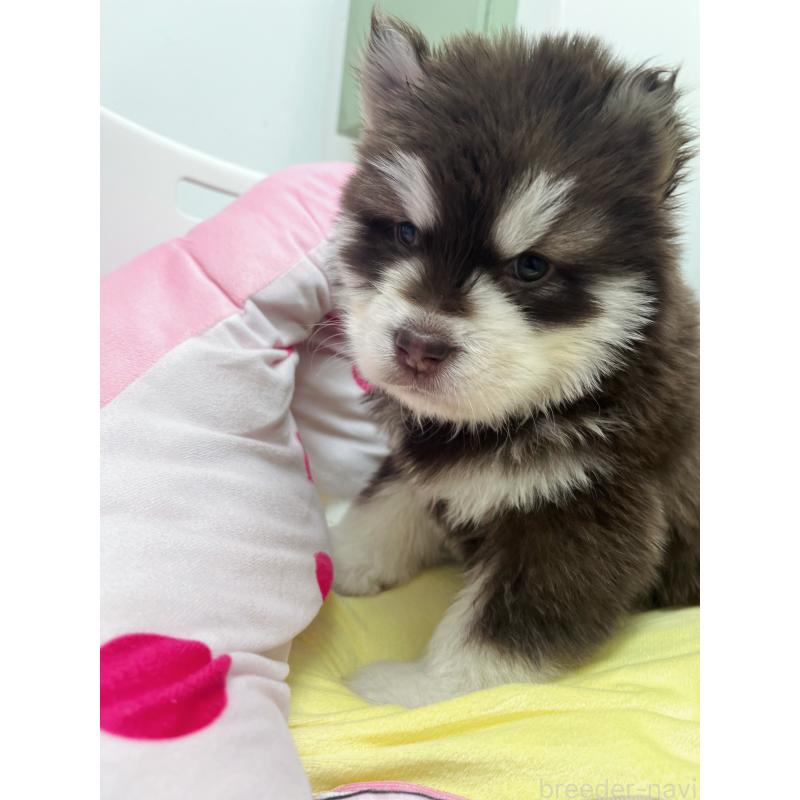 成約済の東京都のアラスカンマラミュート-444551の2枚目