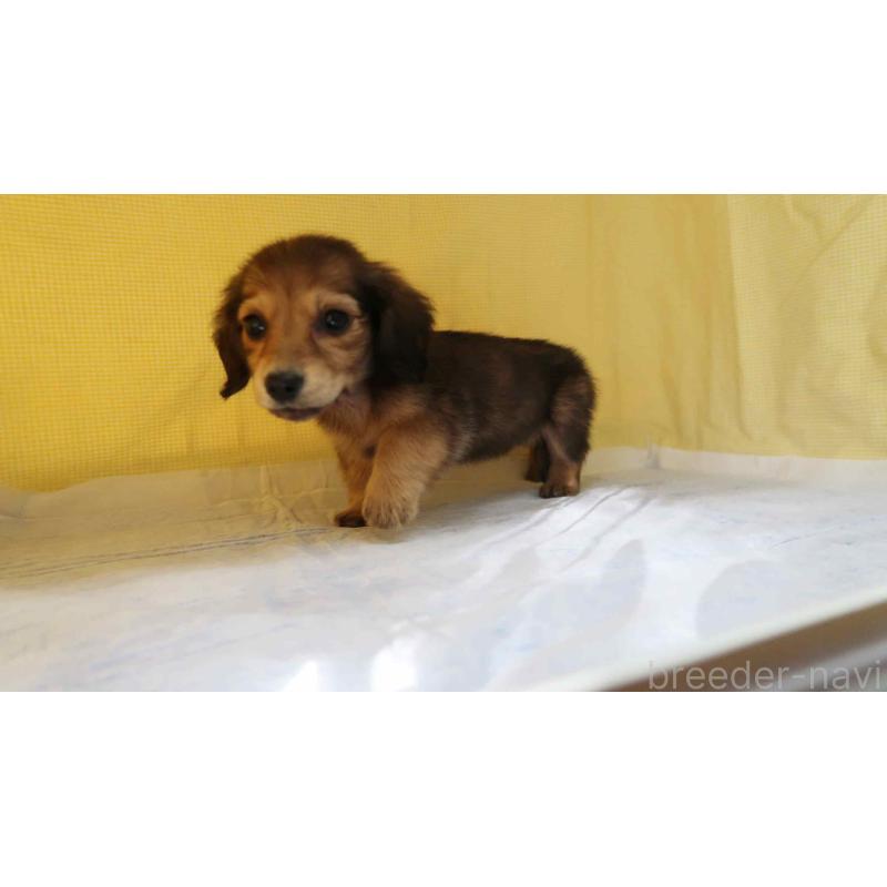 成約済の東京都のミニチュアダックスフンド(ロングヘアード)-444901の4枚目