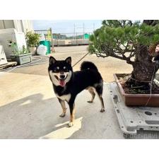 丁睿ブリーダー