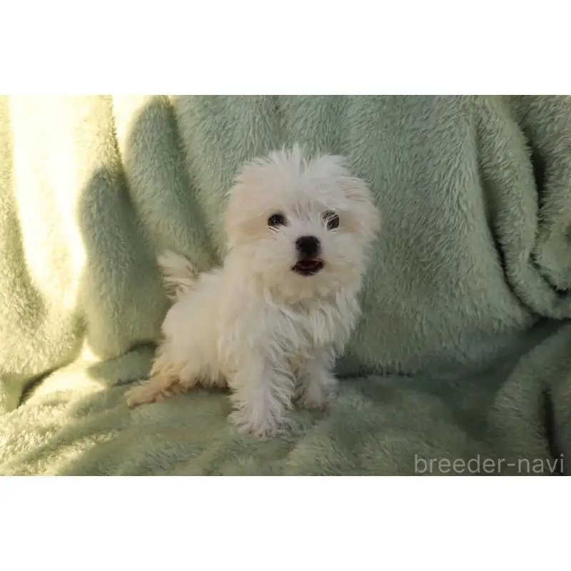 成約済の東京都のマルチーズ-444955の4枚目