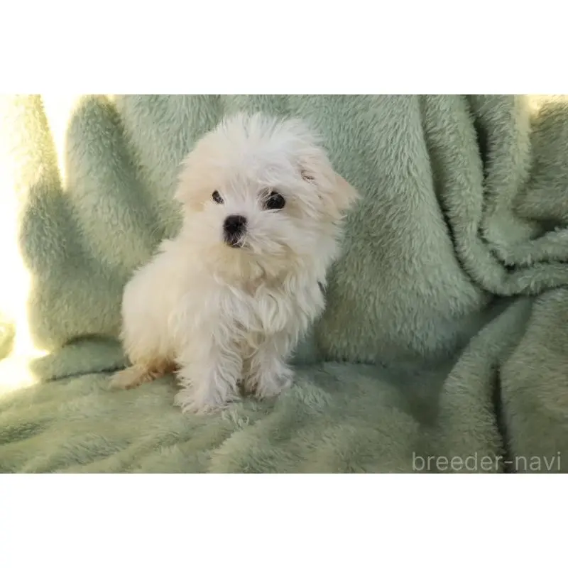 成約済の東京都のマルチーズ-444955の3枚目