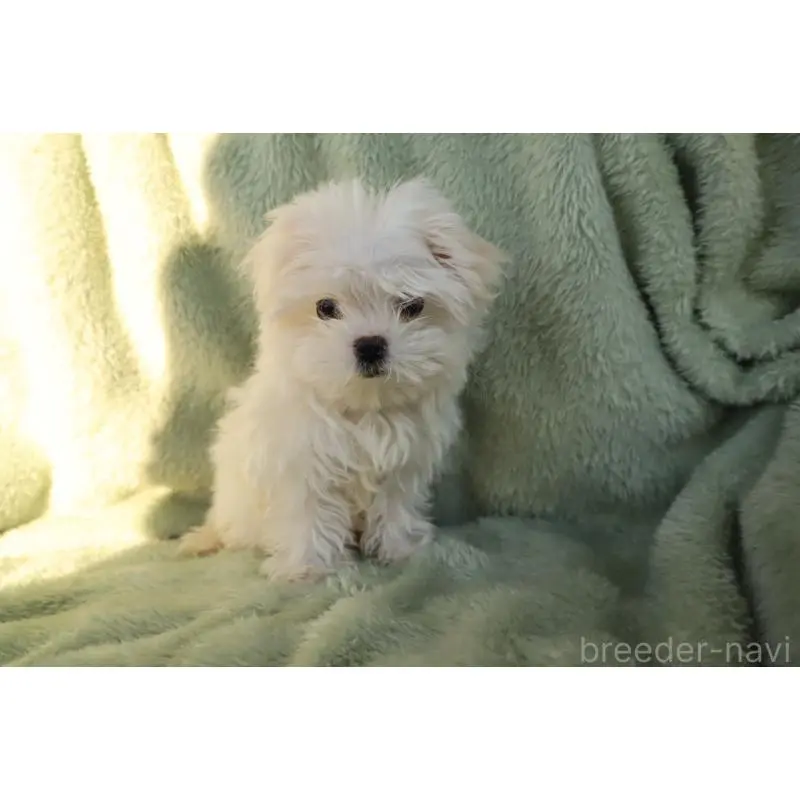 成約済の東京都のマルチーズ-444955の2枚目