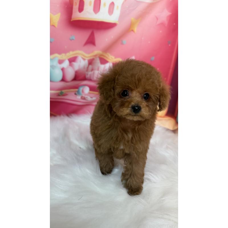 成約済の愛知県のティーカッププードル-442836の4枚目