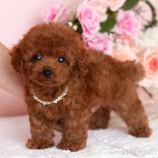 ♀︎ティーカッププードル