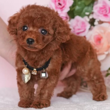 ♀︎タイニープードル