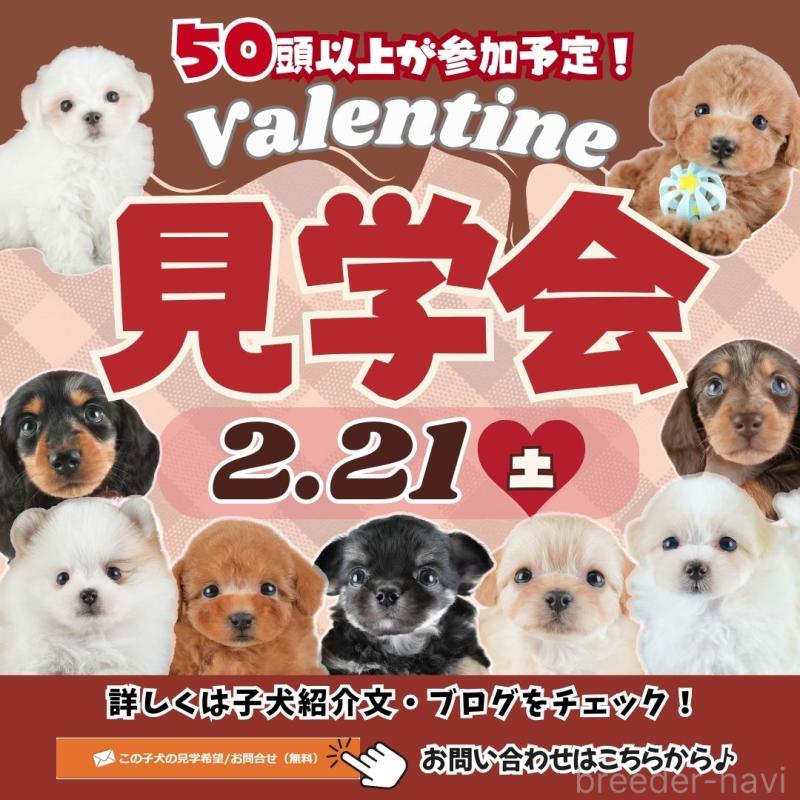 成約済の埼玉県のトイプードル-442324の4枚目