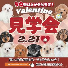 平ほの花ブリーダー