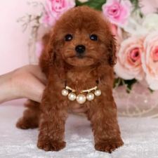 ♀︎ティーカッププードル