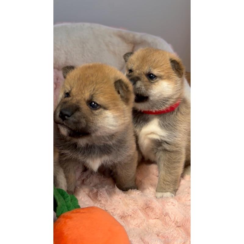 成約済の岐阜県の柴犬-441254の7枚目