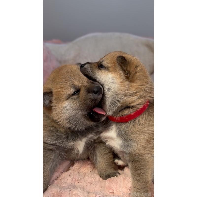 成約済の岐阜県の柴犬-441254の6枚目