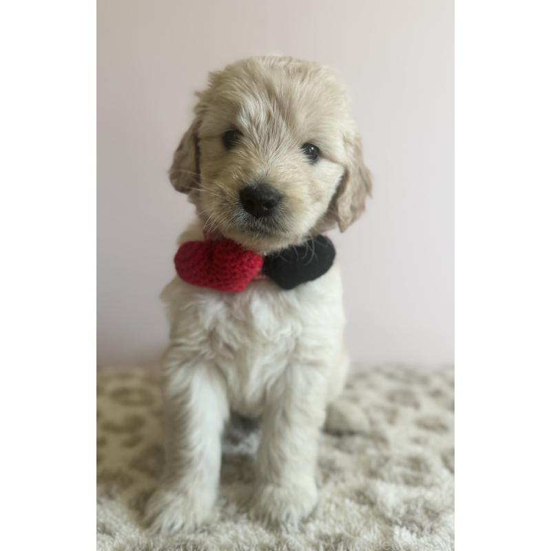 成約済の岐阜県のゴールデンドゥードル:ゴールデンレトリーバー×プードル-440869の8枚目