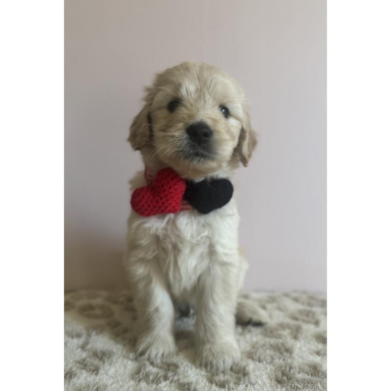 成約済の岐阜県のゴールデンドゥードル:ゴールデンレトリーバー×プードル-440869の6枚目