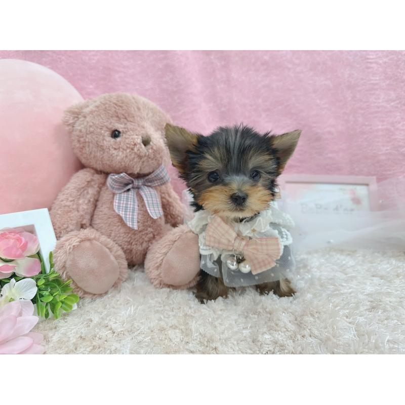 販売中の大阪府のヨークシャーテリア-442018の6枚目