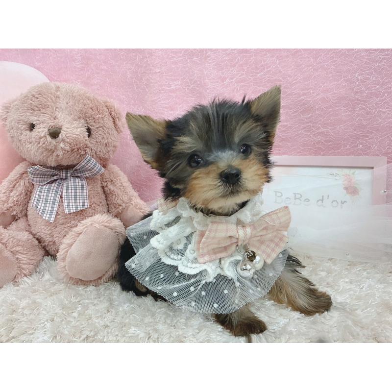 販売中の大阪府のヨークシャーテリア-442018の5枚目
