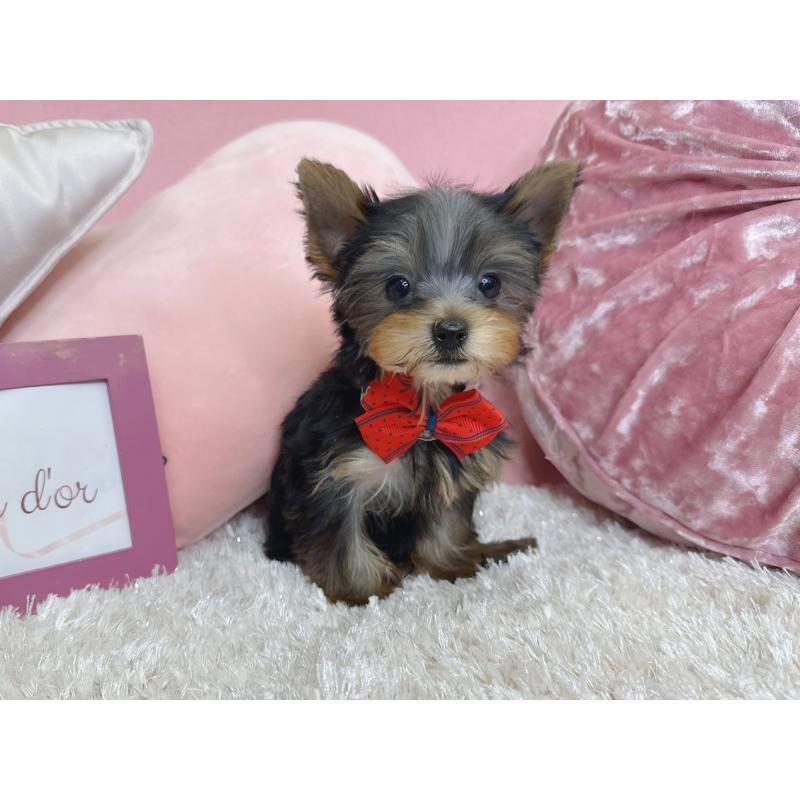 販売中の大阪府のヨークシャーテリア-442018の4枚目