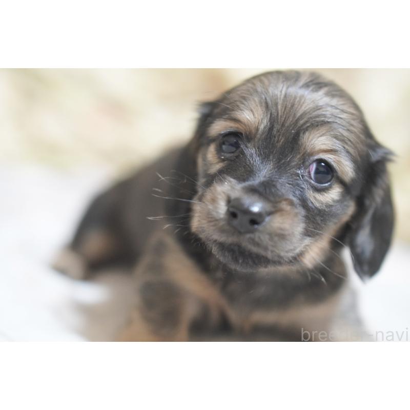 販売中の滋賀県のカニンヘンダックスフンド(ロングヘアード)-441978の9枚目