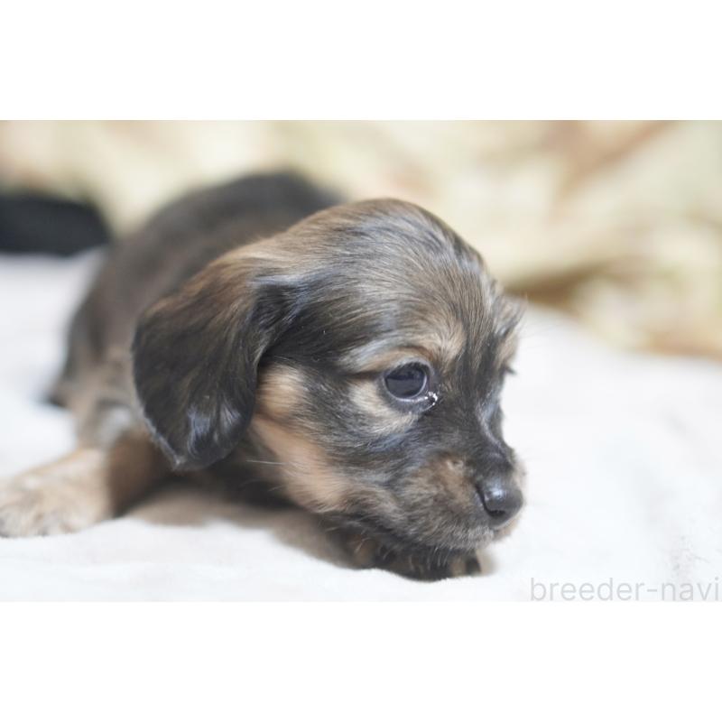 販売中の滋賀県のカニンヘンダックスフンド(ロングヘアード)-441978の8枚目