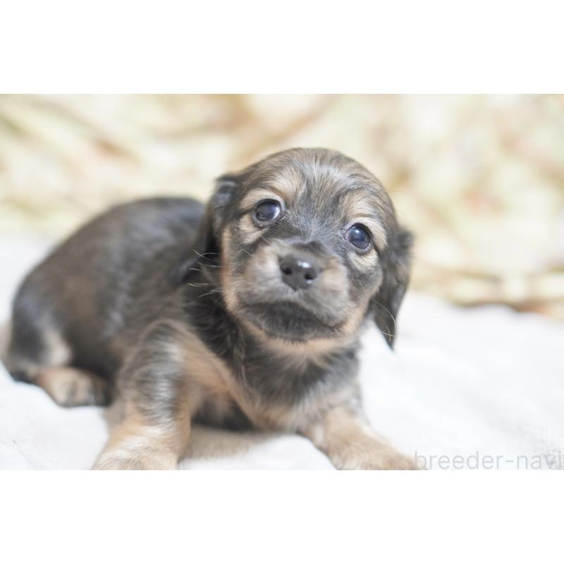 販売中の滋賀県のカニンヘンダックスフンド(ロングヘアード)-441978の7枚目